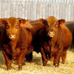 One year is the absolute minimum age for semen testing, says one Alberta veterinarian, adding that older is better.