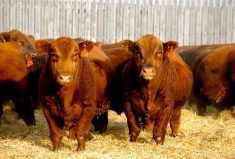 One year is the absolute minimum age for semen testing, says one Alberta veterinarian, adding that older is better.