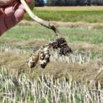 Clubroot will likely be found in RMs in 2023 where it has yet to be detected, predicts David Kaminski, field crop pathologist.