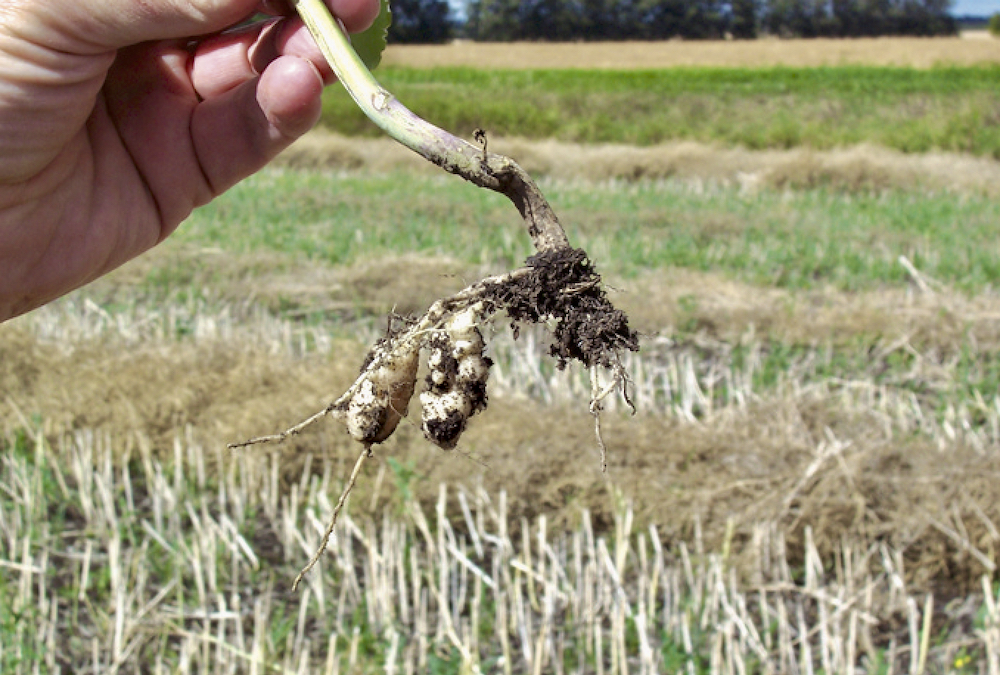Clubroot will likely be found in RMs in 2023 where it has yet to be detected, predicts David Kaminski, field crop pathologist.