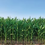 An agricultural economist says two methods show promise for reducing nitrogen application while doing little to farmers’ bottom line.