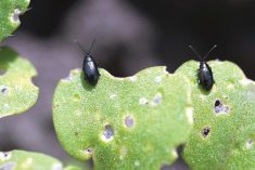 Flea beetles are showing signs of resistance to pyrethroids in Europe, where neonics have been banned for years.