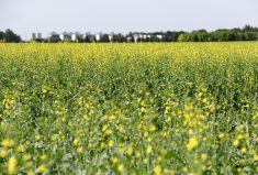 The president of the Canola Council of Canada feels it needs to constantly remind the federal government about the importance of agriculture.