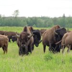 “In administering our own on-farm climate action program, we’re able to target support for Red River Metis agriculture producers.” – David Beaudin