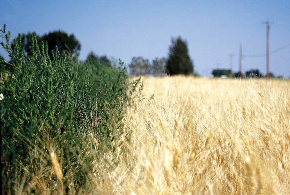 “You need to make every drop of the herbicides count while they’re still working.” – Kim Brown-Livingston.