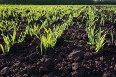 Biotech crops widely used, consumers still wary of GM wheat