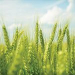 Drought-resistant wheat may appeal to farmers in that region, where crops such as corn and soybeans have recently faced water stress.