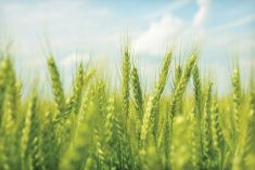 Drought-resistant wheat may appeal to farmers in that region, where crops such as corn and soybeans have recently faced water stress.