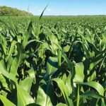 A corn crop in the RM of St. Andrews on July 5, 2018. Current indicators suggest a rebound for corn futures off recent lows.