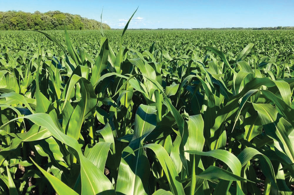 A corn crop in the RM of St. Andrews on July 5, 2018. Current indicators suggest a rebound for corn futures off recent lows.
