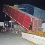 Despite the challenges caused by the war, Bernatsky got the corn crop off.