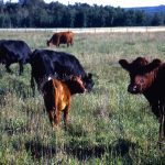 The thorny issue of Crown lands is shaping up to be an election issue for rural voters later this fall.