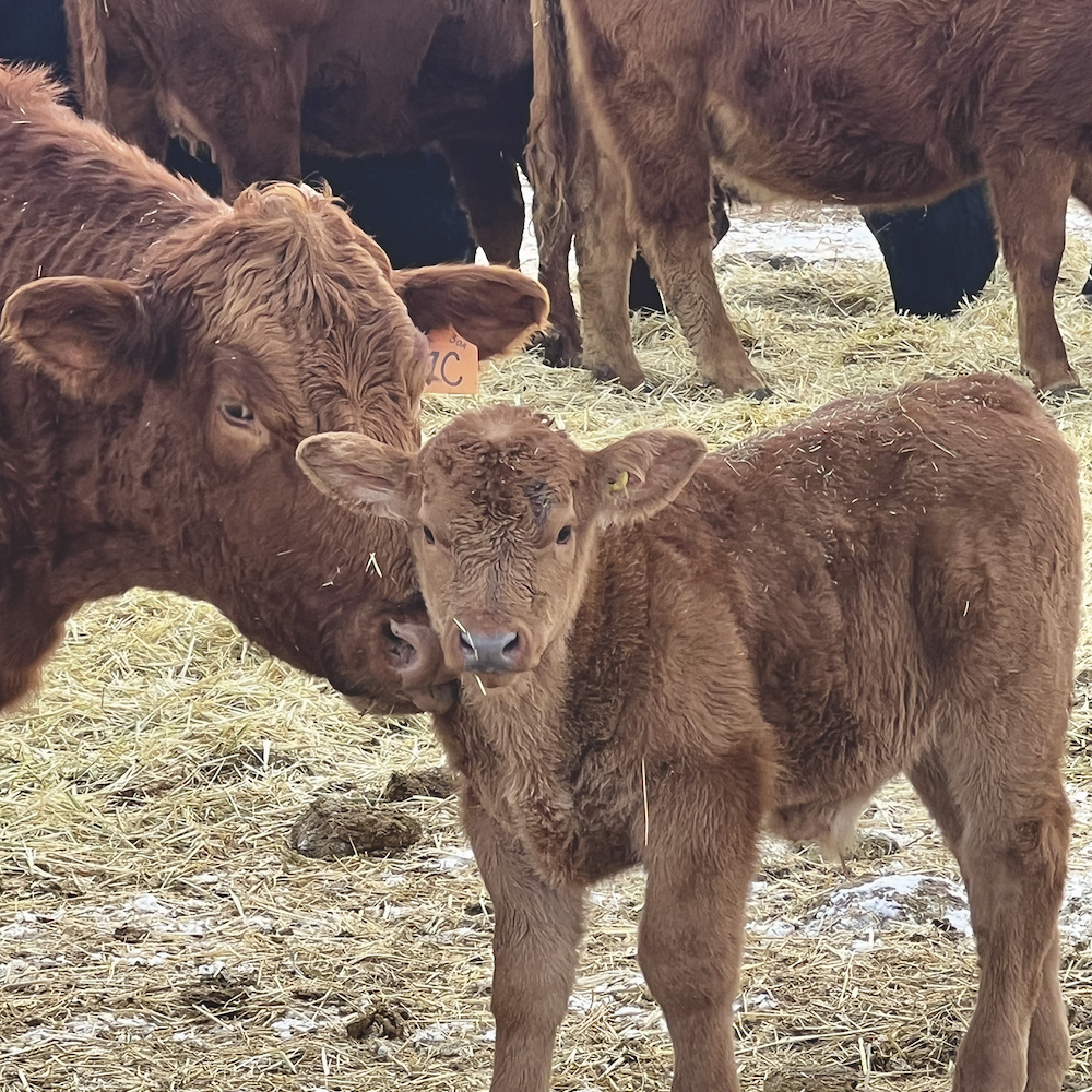 A cow-calf pair from Nanita Blomquist’s ranch near Big Valley, Alta. Feeding pregnant cows at night has sometimes increased daytime calving, but Blomquist only uses the method when it fits with the work schedule on the ranch.