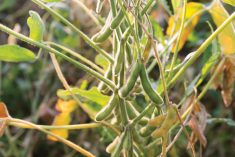 Soil tests seek a non-chemical attraction