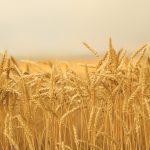 Organic price discovery tool funded