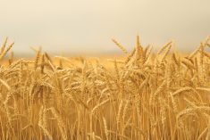 Organic price discovery tool funded