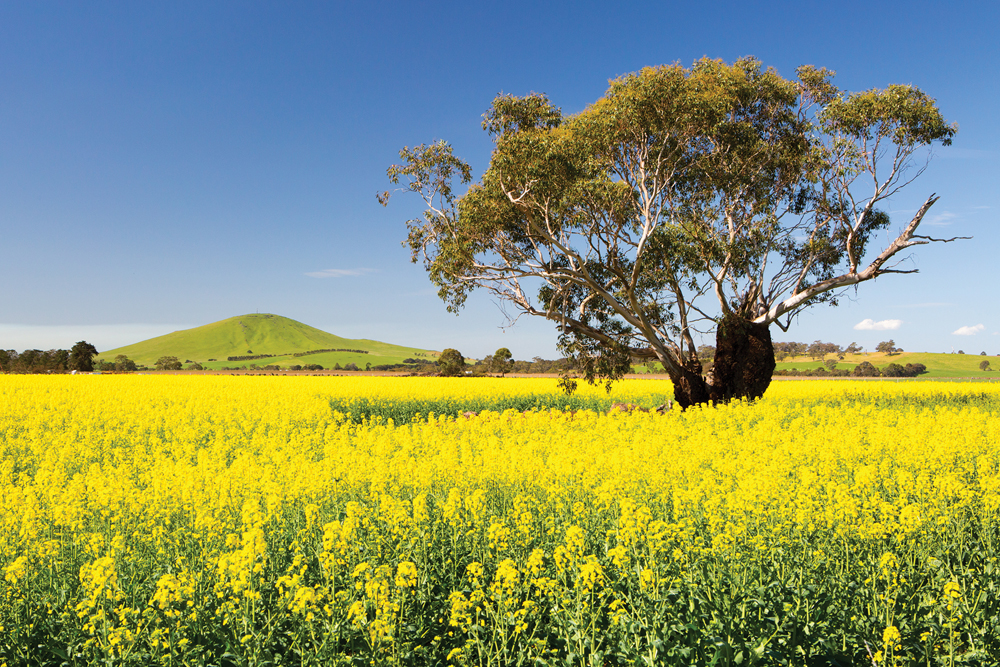 An Australian canola crop near Smeaton, about 100 km northwest of Melbourne. Officials predict Australia’s canola harvest will hit 8.6 million tonnes, which could cut into Canada’s export prospects.