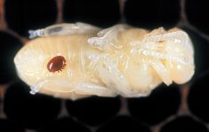 A varroa mite feeds on a honeybee during its pupa stage.