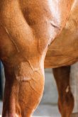 The critical role of magnesium in horse health