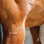 The critical role of magnesium in horse health