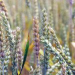 A cereal crop infected with fusarium head blight.