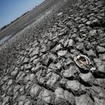 The skeleton of a fish is seen in the Navarro lagoon, which dried up due to the climate phenomenon La Nina, in Navarro in Argentina’s Buenos Aires province on Dec. 5, 2022. (File photo: Reuters/Agustin Marcarian)
