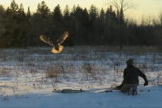 A great gray owl comes to a lure as Jim Duncan readies the capture net. 
