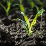 Emerging corn plants in Canada. (Sophie-Caron/iStock/Getty Images)
