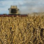 A combine harvests wheat in a field near the village of Zghurivka, amid Russia’s attack on Ukraine, in Kyiv region on Aug. 9, 2022.