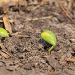 Soybean plants emerging from corn residue in a U.S. field. Traders are turning their attention toward North American weather conditions as southern states get into spring planting.