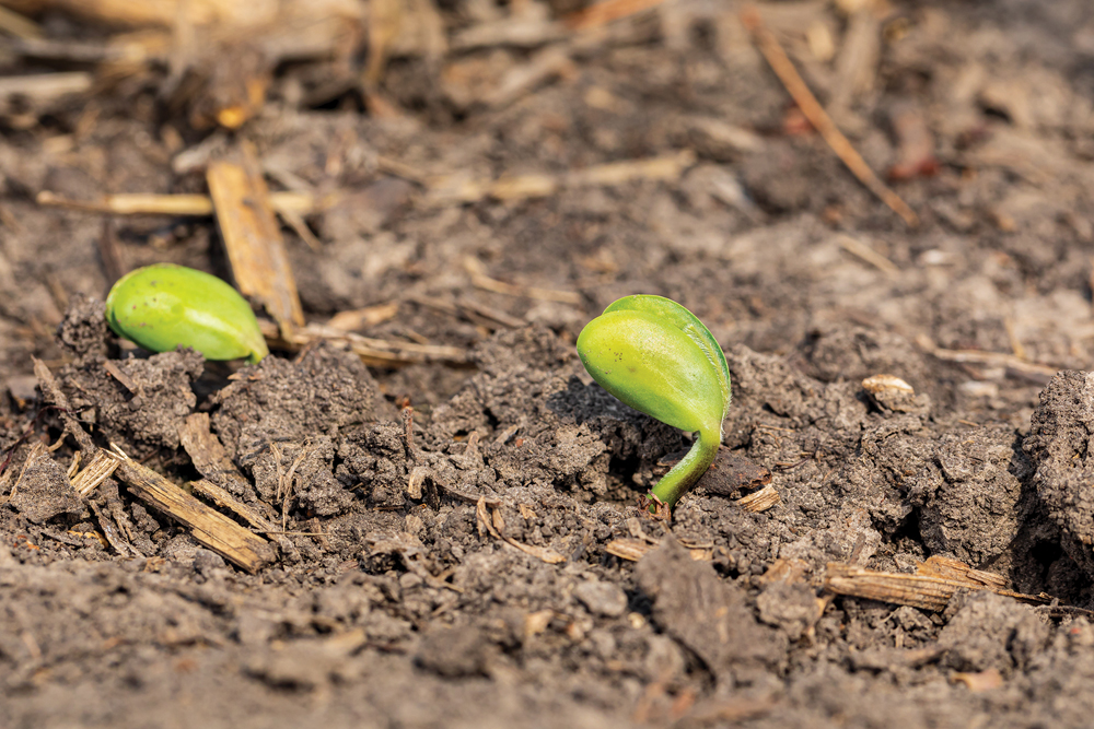 Soybean plants emerging from corn residue in a U.S. field. Traders are turning their attention toward North American weather conditions as southern states get into spring planting.