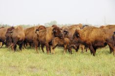 Bison prices have not risen the same way cattle prices have, but feed grain still costs the same. 