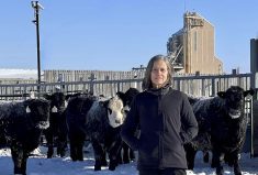 Feeding seaweed to cattle to reduce methane emissions is a hot idea these days but there are issues with that, says leading expert Karen Beauchemin.