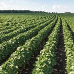 Peter Sikkema provided several weed control strategies for soybeans to attendees at the recent Ontario Agriculture Conference.