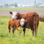 “The reality is, with the VBP program in particular, we just haven’t seen that return on investment at the farm gate for producers, in particular for the cow-calf producers here in Manitoba.” – Carson Callum.