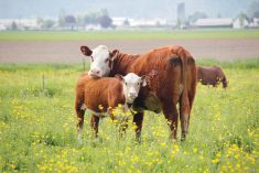 “The reality is, with the VBP program in particular, we just haven’t seen that return on investment at the farm gate for producers, in particular for the cow-calf producers here in Manitoba.” – Carson Callum.