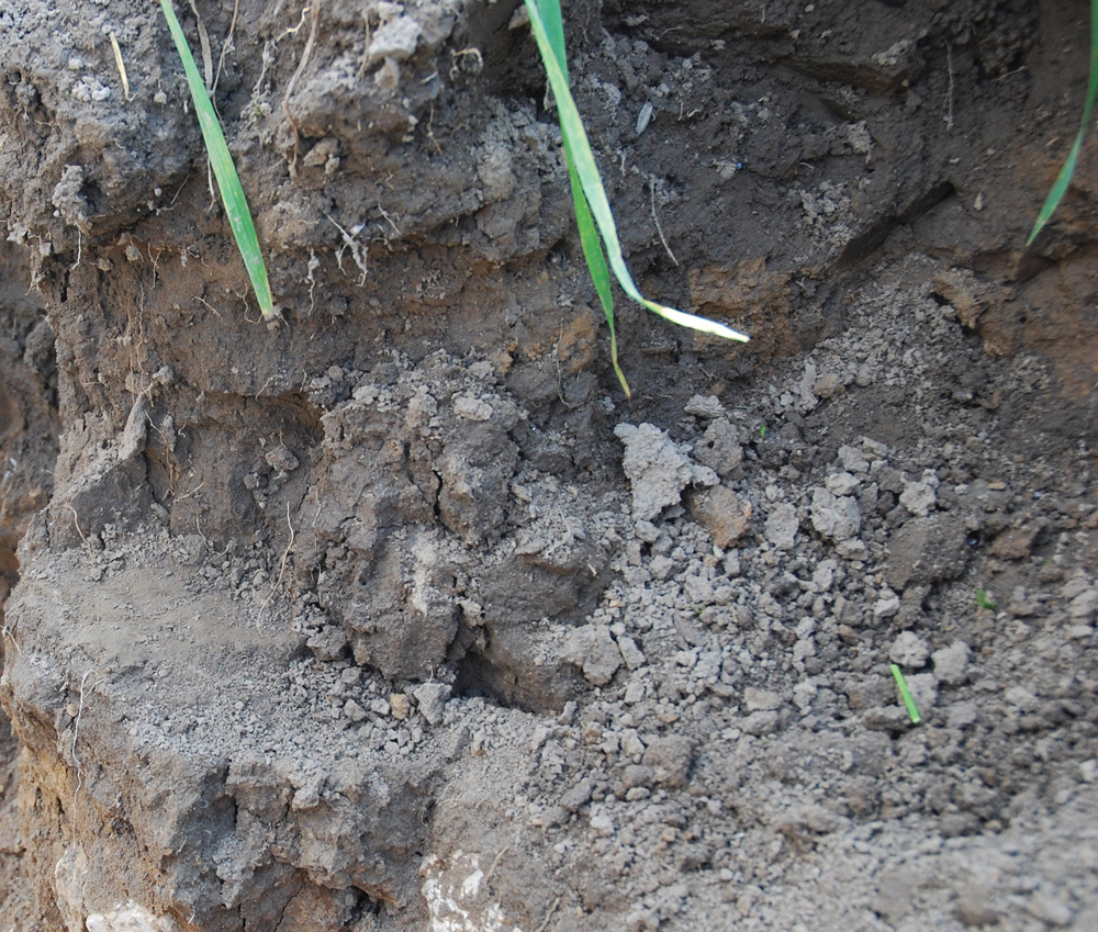 A greater focus on soil health and boosting yields is driving more interest in biologicals.