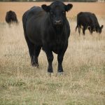 “Try not to select the bull as they come through the ring without doing your homework. You’ll be most happy with your decision if you do your homework and take a closer look ahead of time.” – Andrea Bertholet