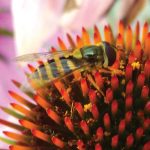 Hoverfly.