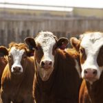 (Photo courtesy Canada Beef Inc.)
