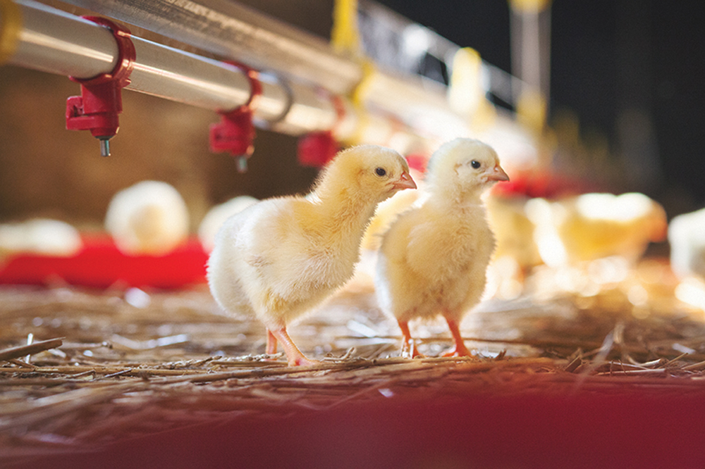 In 2022, about 287,000 birds died or were euthanized due to avian influenza.