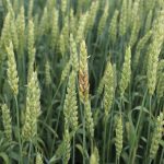 Fusarium Head blight in wheat.