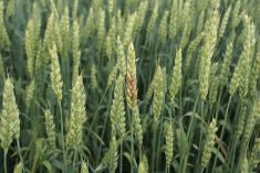 Fusarium Head blight in wheat.
