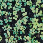 Attention will turn to the weather as spring planting approaches.