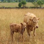 photo: diane kuhl/istock/getty images