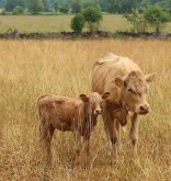 photo: diane kuhl/istock/getty images