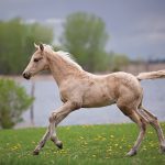 Long term horse health starts at birth and incorporates every aspect of the foal’s life.