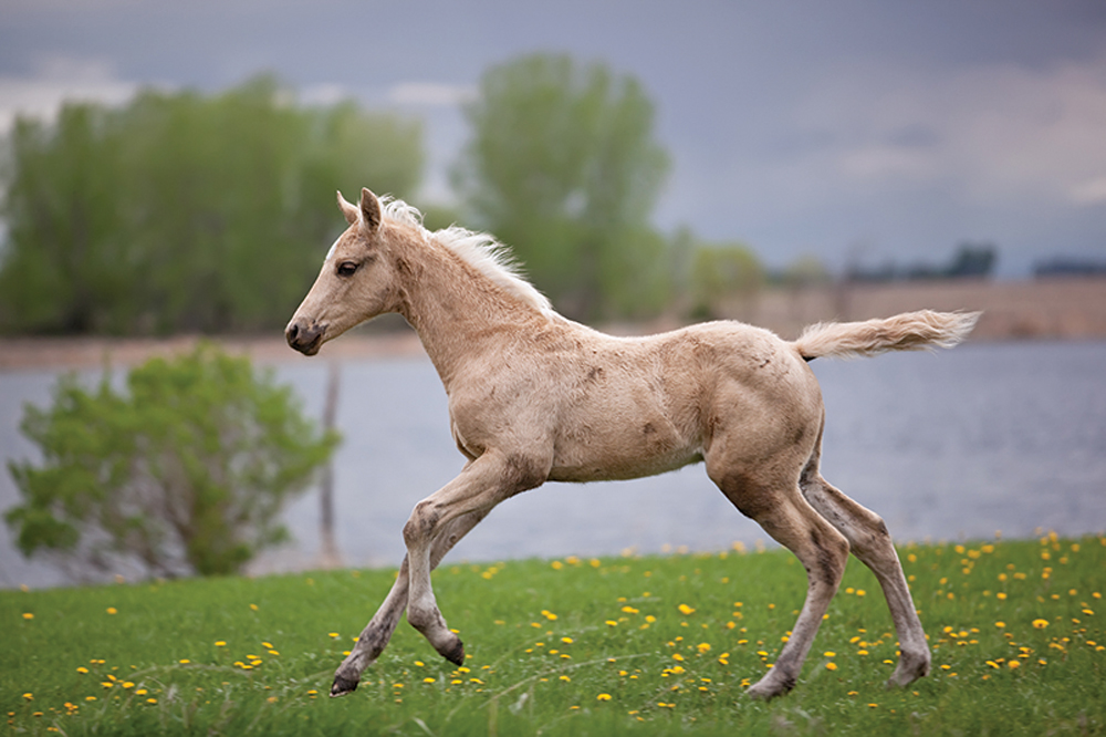 Long term horse health starts at birth and incorporates every aspect of the foal’s life.