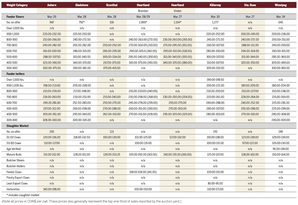 Cattle prices end March on a high note
