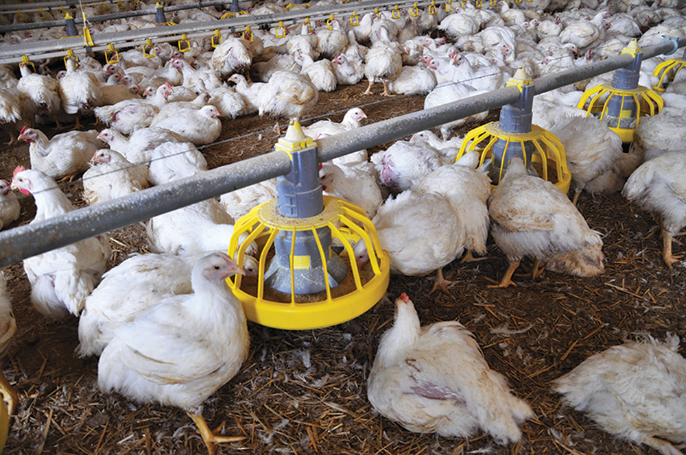 Farmers have stepped up biosecurity as the current strain of avian influenza is more transmissible than previous ones.